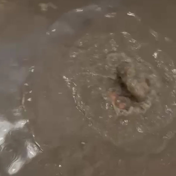 Desentupidora São Caetano do Sul D5 em SP